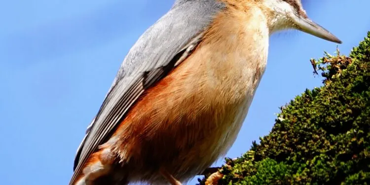 Sittelle torchepot sur un tronc, oiseau des vieux arbres facile à reconnaître