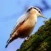 Sittelle torchepot sur un tronc, oiseau des vieux arbres facile ร reconnaรฎtre