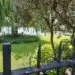 Allรฉe ombragรฉe bordรฉe de vรฉgรฉtation dans un jardin.
