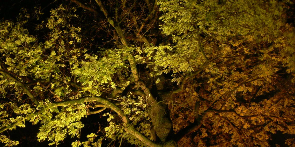 Arbre รฉclairรฉ par une lumiรจre artificielle pendant la nuit.