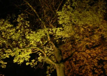 Arbre éclairé par une lumière artificielle pendant la nuit.