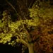 Arbre รฉclairรฉ par une lumiรจre artificielle pendant la nuit.