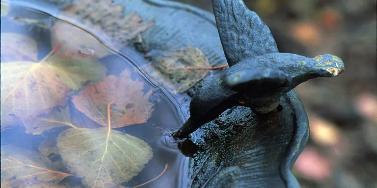 bain d’oiseaux solaire peu profond dans un jardin pour attirer les oiseaux