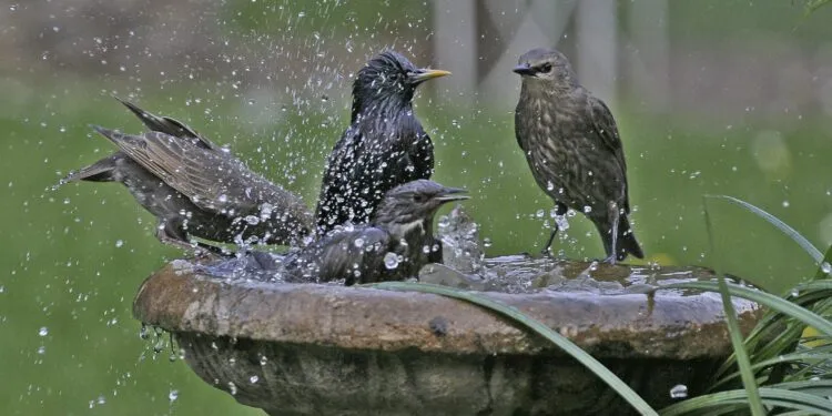 Bain d’oiseaux de jardin avec eau peu profonde