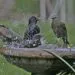 Bain dโoiseaux de jardin avec eau peu profonde