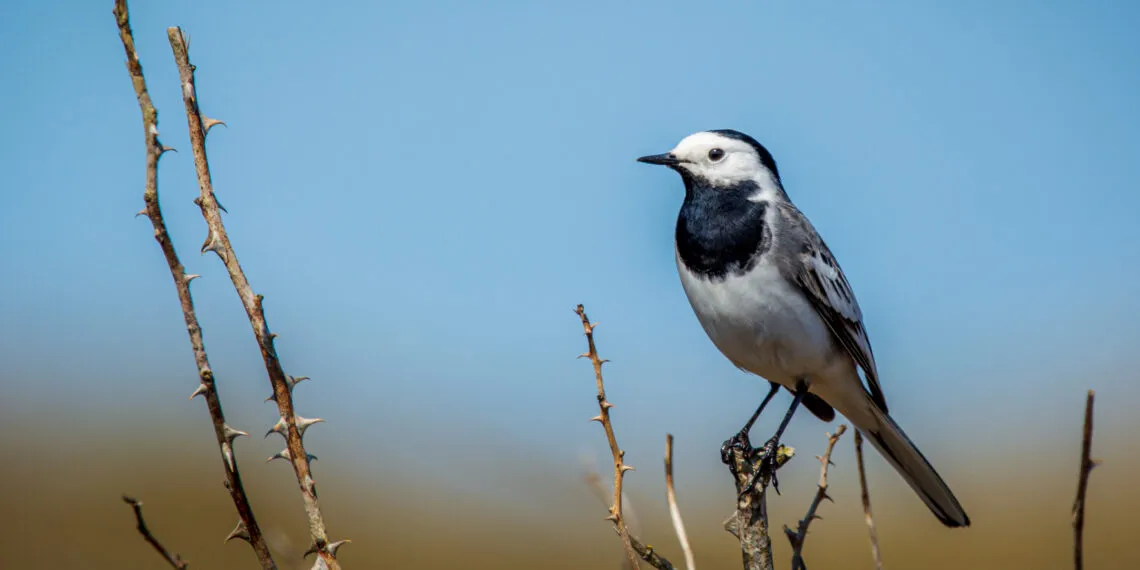Bergeronnette grise (Motacilla alba) dans son habitat naturel