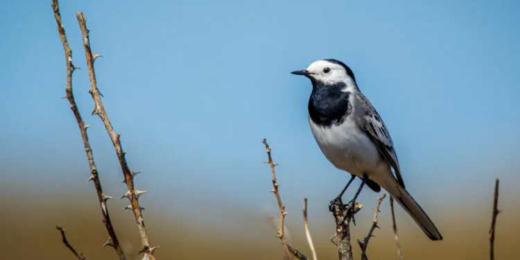 Bergeronnette grise (Motacilla alba) dans son habitat naturel