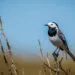 Bergeronnette grise (Motacilla alba) dans son habitat naturel
