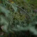Tronc en dรฉcomposition couvert de mousse sur un sol forestier.