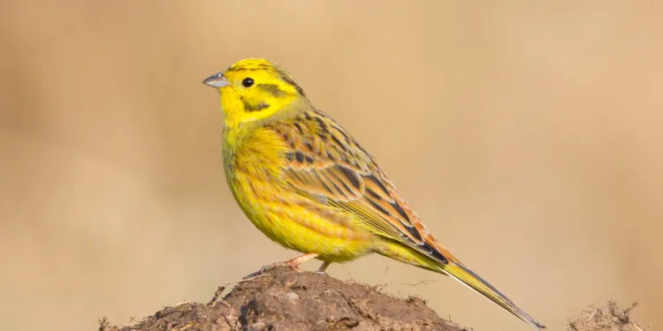 bruant jaune dans son habitat naturel