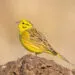 bruant jaune dans son habitat naturel
