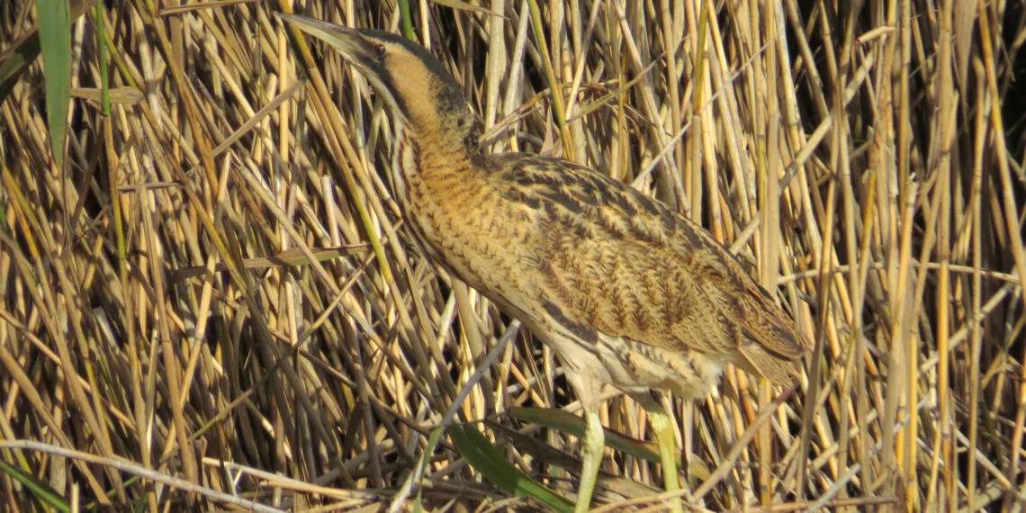 Butor étoilé camouflé dans une roselière
