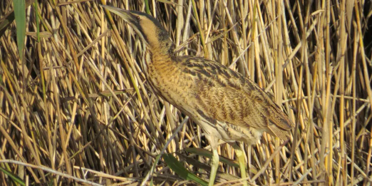 Butor étoilé camouflé dans une roselière