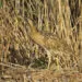 Butor รฉtoilรฉ camouflรฉ dans une roseliรจre