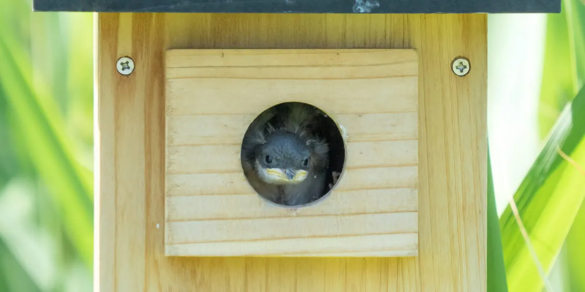 camรฉra pour nichoir installรฉe discrรจtement pour observer les oiseaux sans les dรฉranger