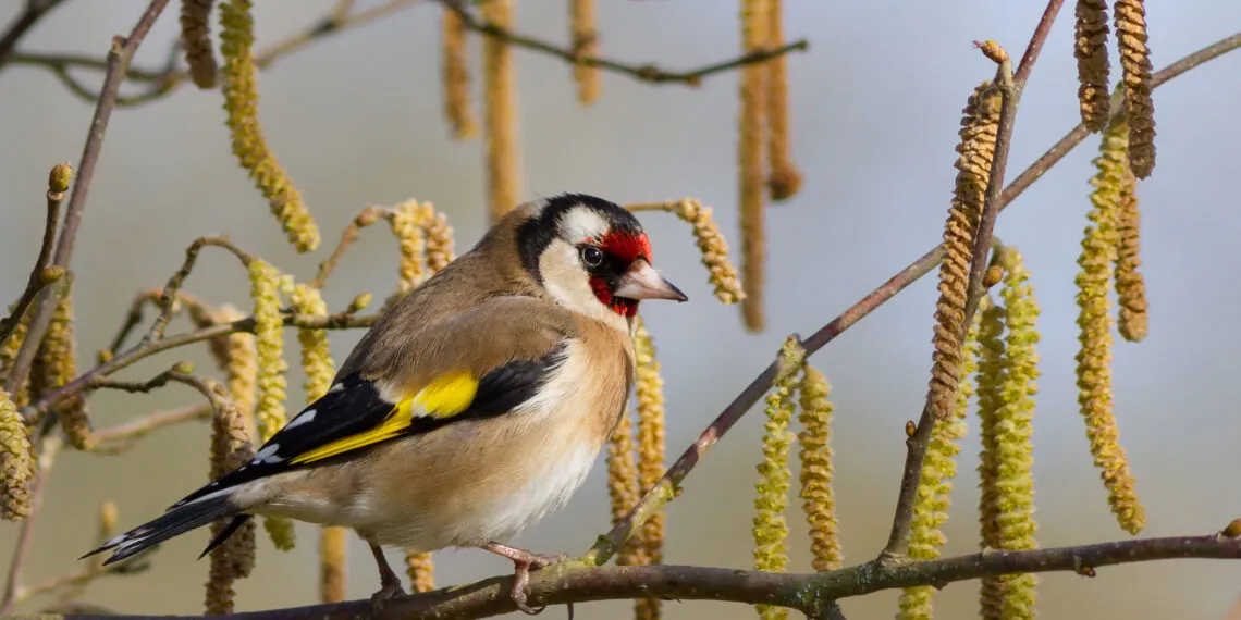 Attirer les chardonnerets au jardin avec des plantes à graines et un habitat naturel