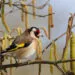 Attirer les chardonnerets au jardin avec des plantes ร graines et un habitat naturel