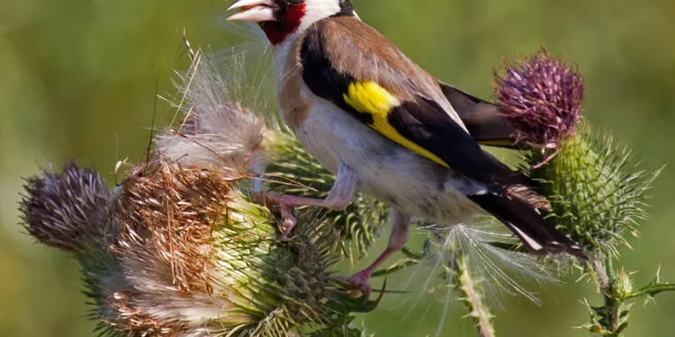 Chardonneret élégant posé sur des tiges de chardon.