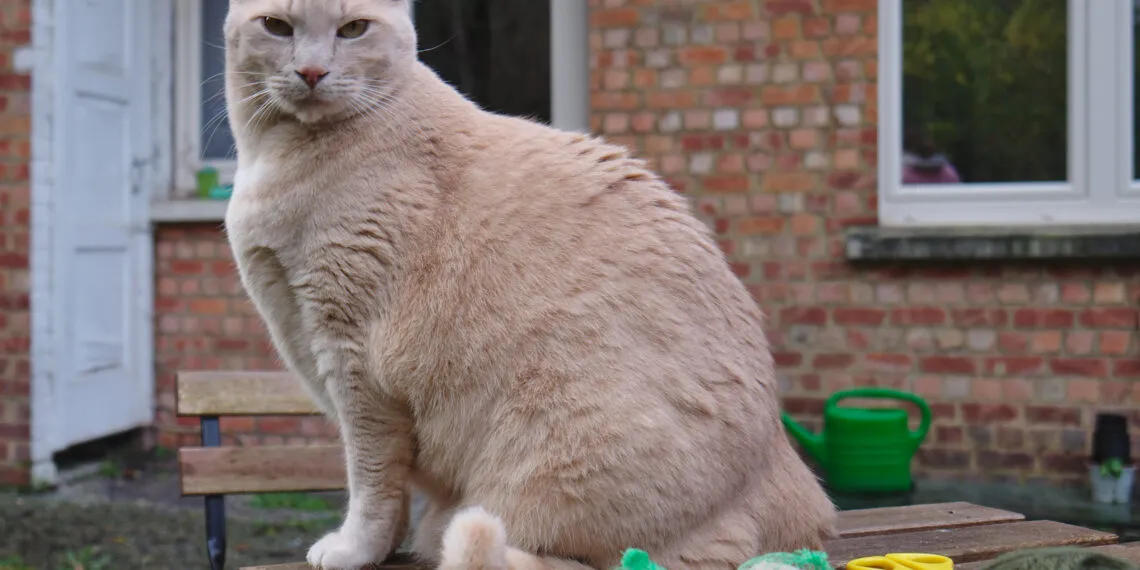 Chat assis dans un jardin près de nourriture pour oiseaux.