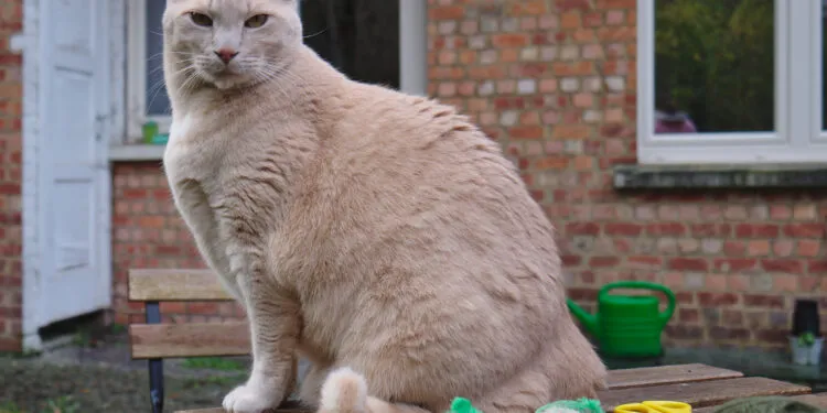 Chat assis dans un jardin près de nourriture pour oiseaux.