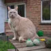 Chat assis dans un jardin prรจs de nourriture pour oiseaux.