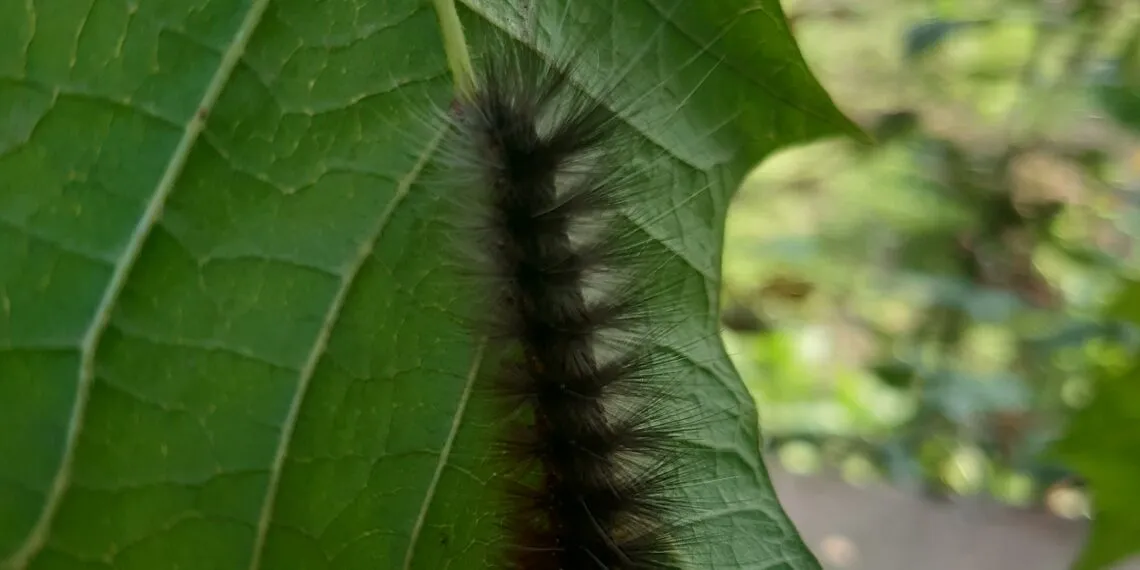 Chenille verte posรฉe sur une feuille, vue de prรจs.