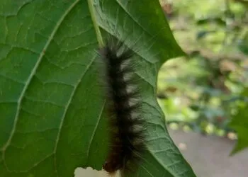 Chenille verte posรฉe sur une feuille, vue de prรจs.