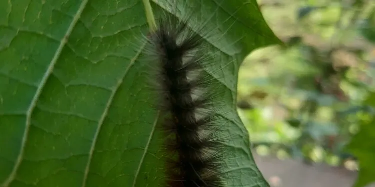 Chenille verte posée sur une feuille, vue de près.