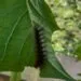 Chenille verte posรฉe sur une feuille, vue de prรจs.
