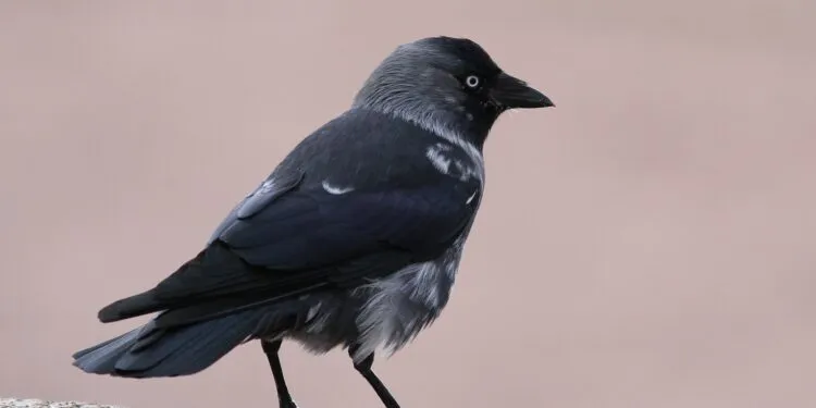 Choucas des tours adulte au plumage sombre et à la nuque grisée