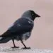 Choucas des tours adulte au plumage sombre et ร la nuque grisรฉe