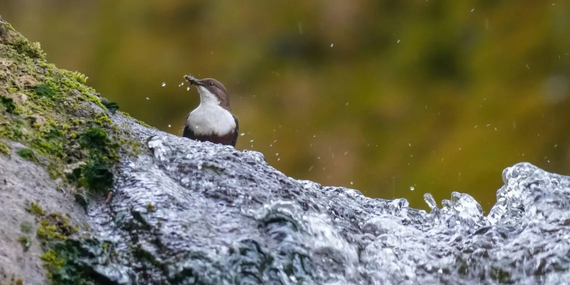 cincle plongeur dans son habitat naturel