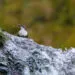 cincle plongeur dans son habitat naturel