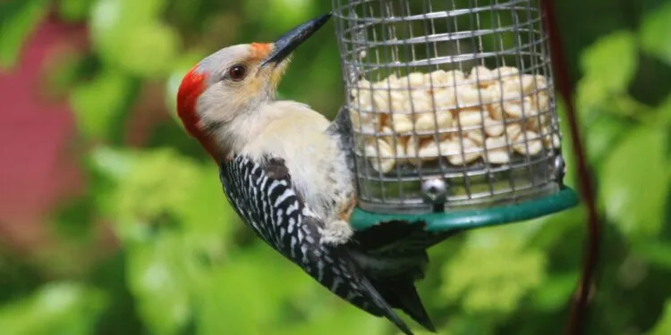 Distributeur de cacahuètes pour oiseaux installé dans un jardin
