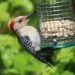 Distributeur de cacahuรจtes pour oiseaux installรฉ dans un jardin