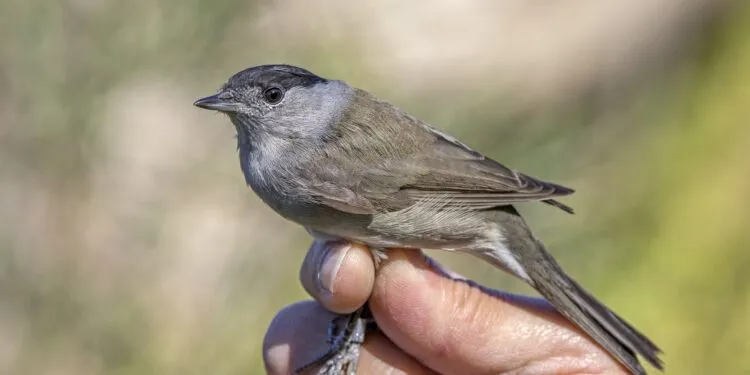 Fauvette à tête noire posée dans une végétation dense.