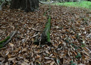 Feuilles mortes de chรขtaignier accumulรฉes au sol dans un jardin boisรฉ.
