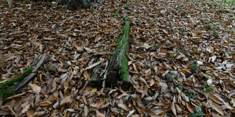 Feuilles mortes de châtaignier accumulées au sol dans un jardin boisé.