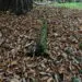 Feuilles mortes de chรขtaignier accumulรฉes au sol dans un jardin boisรฉ.