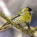 Tarin des aulnes mรขle sur une branche, image horizontale