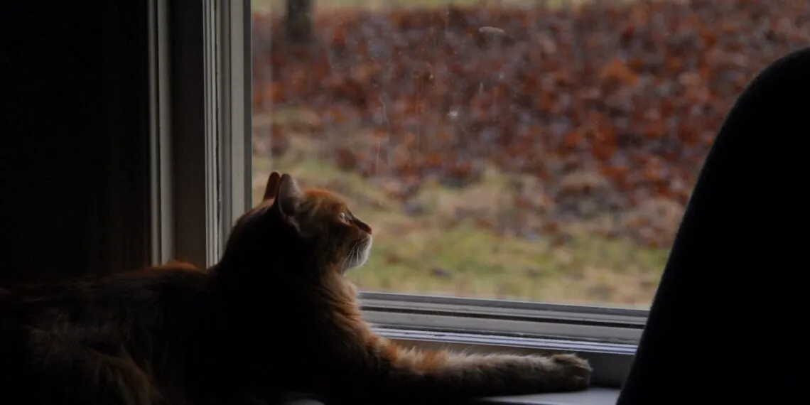 Chat observant une mangeoire à oiseaux, image horizontale