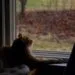 Chat observant une mangeoire ร oiseaux, image horizontale