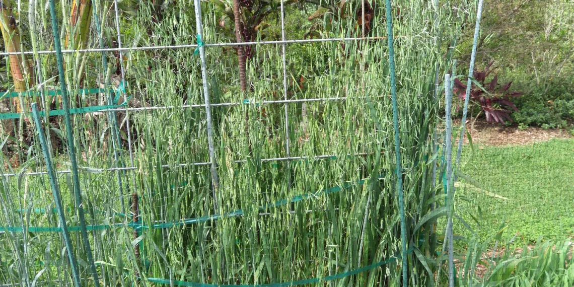 Filet de protection tendu au-dessus de cultures dans un potager.