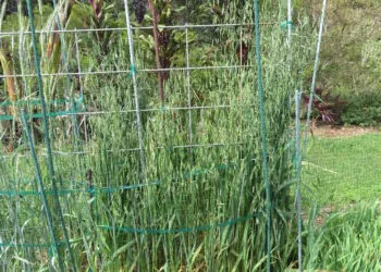 Filet de protection tendu au-dessus de cultures dans un potager.