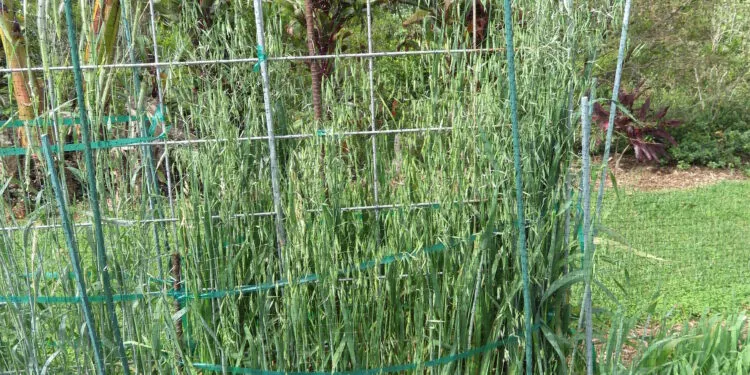 Filet de protection tendu au-dessus de cultures dans un potager.