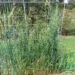 Filet de protection tendu au-dessus de cultures dans un potager.