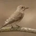 gobemouche gris - illustration horizontale pour Universoiseaux