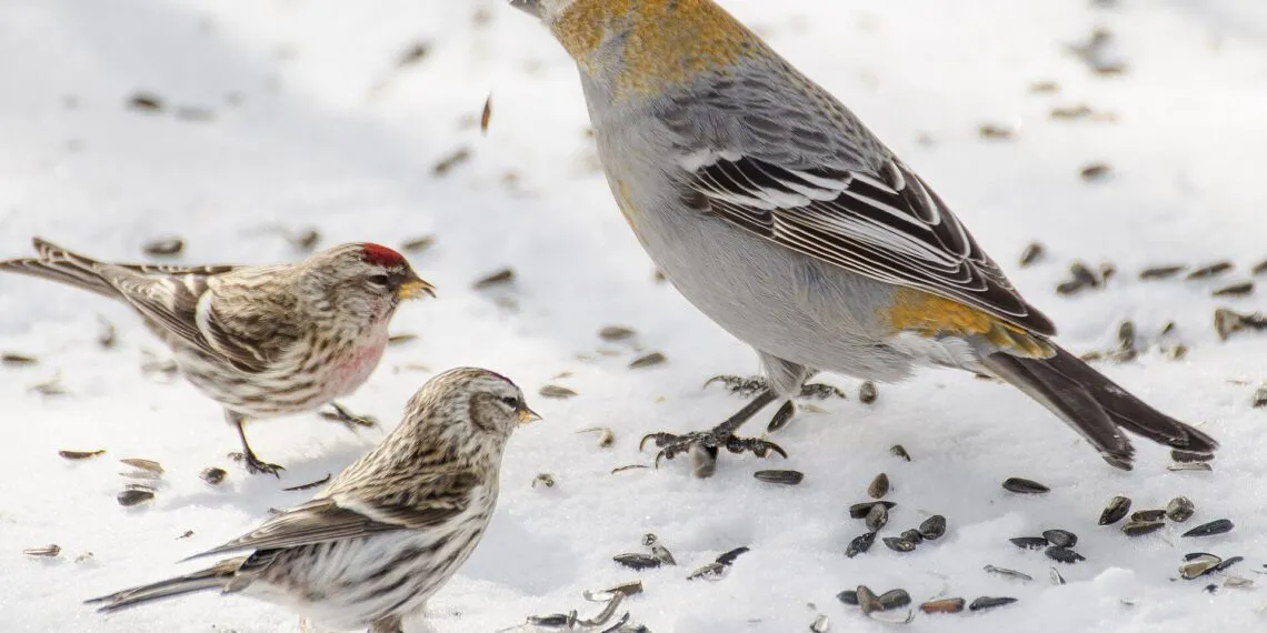 Oiseaux à une mangeoire avec graines, pour illustrer le choix du tournesol décortiqué