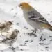 Oiseaux ร une mangeoire avec graines, pour illustrer le choix du tournesol dรฉcortiquรฉ
