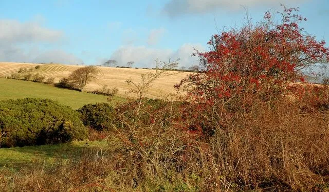 Baies de haie en automne, ressource naturelle pour une haie nourricière destinée aux oiseaux